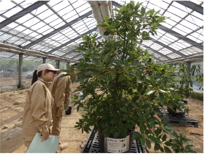 アボカドの実の観察の様子