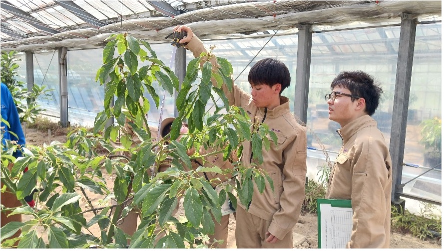 アボカドの樹高を測定している様子