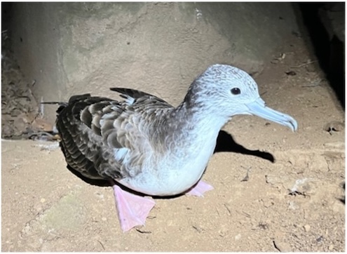 オオミズナギドリは京都府の鳥に指定されている美しい海鳥です