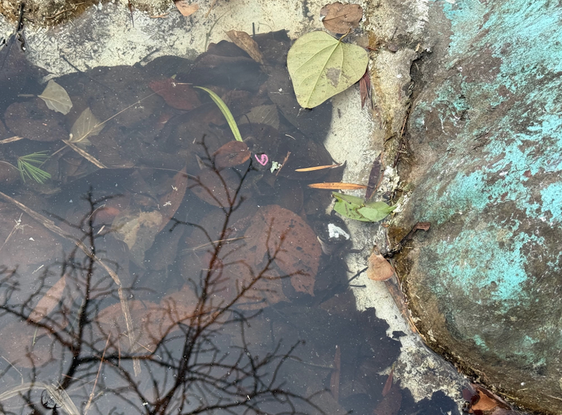 放流されたクロベンケイガニ（番号：６（ピンク色）・７（白色））