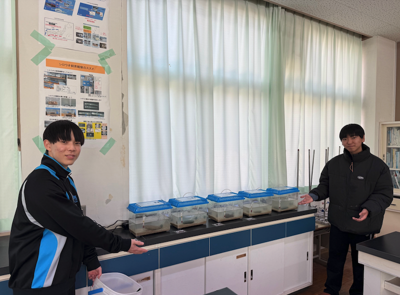 飼育水槽へシロウオを収容したところ