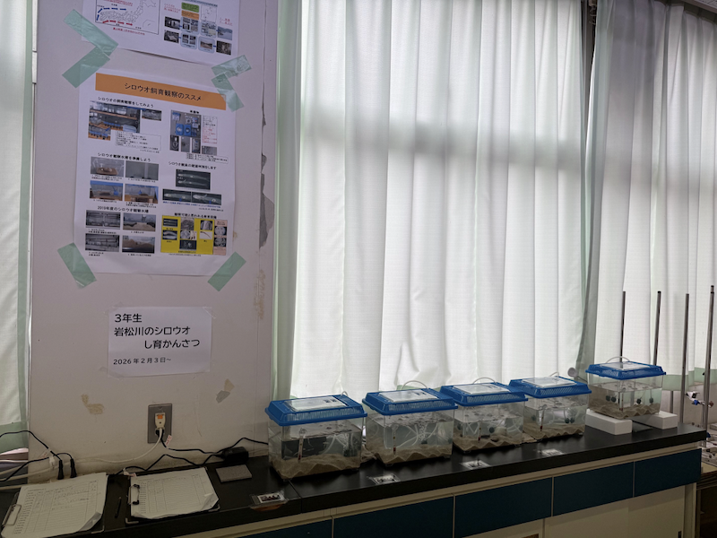 飼育水槽のようす