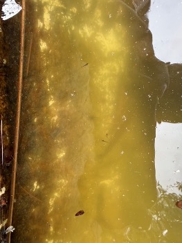 ミナミメダカの幼稚魚を観察