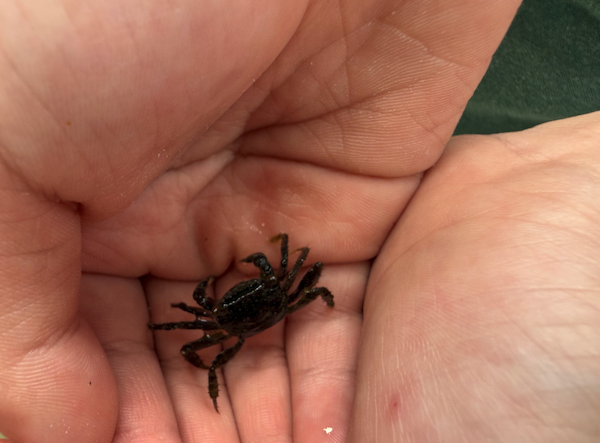 採集されたアカテガニ