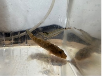 採集された生物